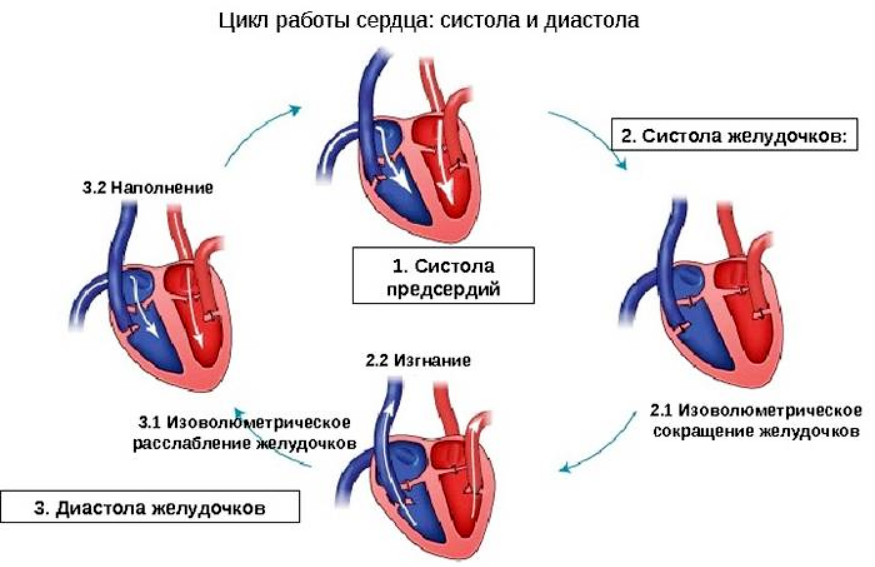 Сокращение мышц и работа сердца
