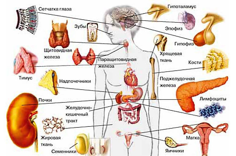 Выработка организмом органа. Органы человека вырабатывающие гормоны в организме. Гормоны желёз внутренней секреции. Гормональная система человека схема. Органы эндокринной системы человека.